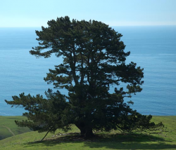 Photo taken on the Cal Poly Swanton Pacific Ranch, Santa Cruz County © 2006 Dylan Neubauer. 